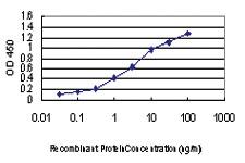 Anti-MAP3K4 Mouse Monoclonal Antibody [clone: 4F10]