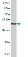 Anti-ATOH1 Mouse Monoclonal Antibody [clone: 4H2]