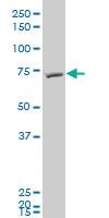 Anti-FBXL5 Mouse Polyclonal Antibody