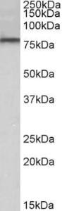 Anti-DYRK1A antibody