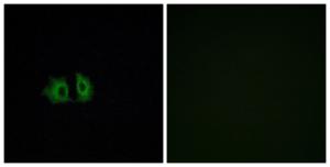 Immunofluorescence analysis of A549 cells using Anti-FZD5 Antibody. The right hand panel represents a negative control, where the antibody was pre-incubated with the immunising peptide