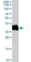 Anti-FOSL1 Goat Polyclonal Antibody