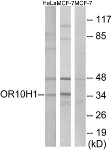 Western blot analysis of lysates from HeLa and MCF-7 cells using Anti-OR10H1 Antibody The right hand lane represents a negative control, where the antibody is blocked by the immunising peptide