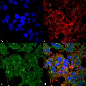 Antibody A304975-100 100 µg