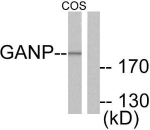 Western blot analysis of lysates from COS7 cells using Anti-GANP Antibody. The right hand lane represents a negative control, where the antibody is blocked by the immunising peptide