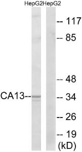 Antibody anti-CA13 A99465-100 100 µg