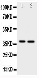 Anti-MCL1 Rabbit Polyclonal Antibody