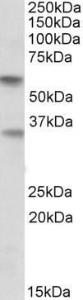 Antibody anti-SIGLEC6 100 µg