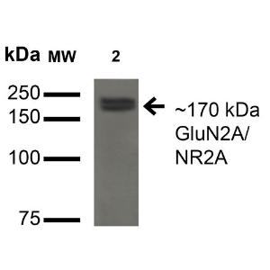 Antibody A304975-100 100 µg