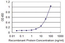 Anti-ABCG1 Mouse Monoclonal Antibody [clone: 2H8]