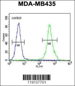 Anti-ZEB2 Rabbit Polyclonal Antibody (FITC (Fluorescein Isothiocyanate))