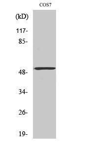 Western blot analysis of various cells using Anti-CALR Antibody