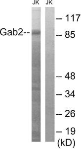 Western blot analysis of lysates from Jurkat cells using Anti-Gab2 Antibody The right hand lane represents a negative control, where the antibody is blocked by the immunising peptide