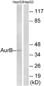 Anti-Aurora B + C Rabbit Polyclonal Antibody