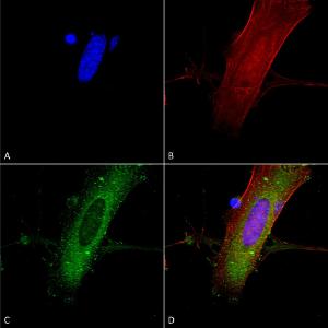 Antibody A304975-100 100 µg