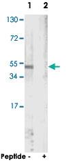 Anti-Actin Rabbit Polyclonal Antibody