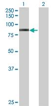 Anti-FAM189B Mouse Polyclonal Antibody