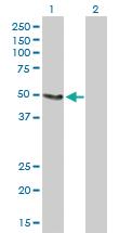 Anti-SLC33A1 Mouse Polyclonal Antibody