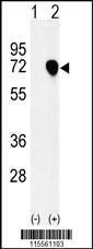 Anti-NASP Rabbit Polyclonal Antibody (APC (Allophycocyanin))