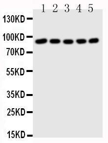 Anti-STAT1 Rabbit Polyclonal Antibody