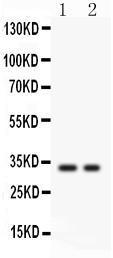 Anti-SFRP2 Rabbit Polyclonal Antibody