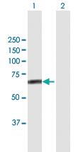 Anti-FBXL4 Mouse Polyclonal Antibody