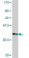 Anti-ABHD16A Mouse Polyclonal Antibody