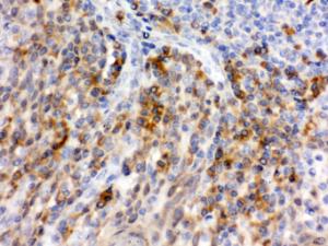 Anti-SELP Rabbit Polyclonal Antibody