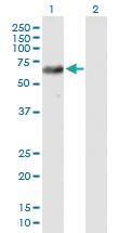 Anti-USP39 Mouse Polyclonal Antibody