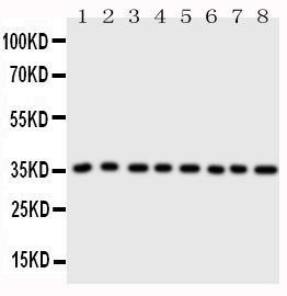 Anti-Annexin A3 Rabbit Polyclonal Antibody