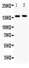 Anti-SELP Rabbit Polyclonal Antibody