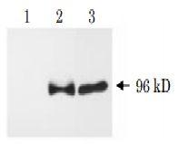 Anti-APP delta C31 Antibody