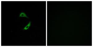 Immunofluorescence analysis of A549 cells using Anti-OR10G9 Antibody. The right hand panel represents a negative control, where the antibody was pre-incubated with the immunising peptide.