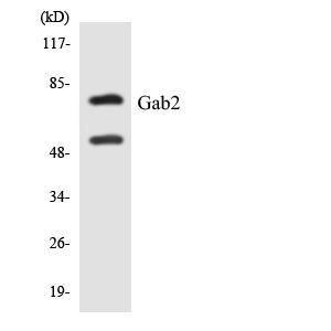 Western blot analysis of the lysates from RAW264.7 cells using Anti-Gab2 Antibody