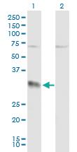 Anti-EFNA3 Mouse Polyclonal Antibody