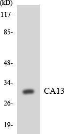 Western blot analysis of the lysates from K562 cells using Anti-CA13 Antibody