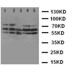 Anti-Neurokinin 1 Receptor Rabbit Polyclonal Antibody