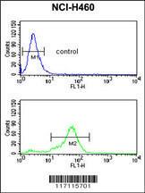 Anti-HIST4H4 Rabbit Polyclonal Antibody (Biotin)