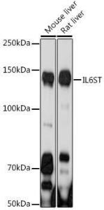 Western blot analysis of extracts of various cell lines, using Anti-CD130 Antibody (A92779) at 1:1000 dilution. The secondary Antibody was Goat Anti-Rabbit IgG H&L Antibody (HRP) at 1:10000 dilution. Lysates/proteins were present at 25 µg per lane