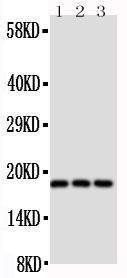 Anti-CD90/Thy1 Rabbit Polyclonal Antibody