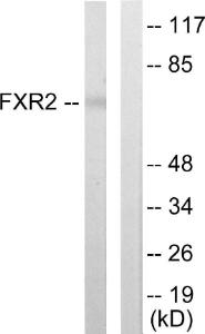 Western blot analysis of lysates from COLO205 cells using Anti-FXR2 Antibody. The right hand lane represents a negative control, where the antibody is blocked by the immunising peptide.