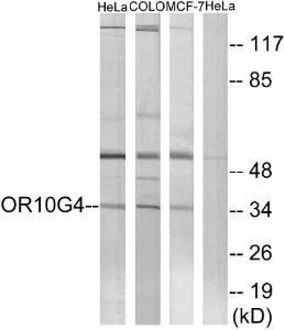 Western blot analysis of lysates from HeLa, COLO, and MCF-7 cells using Anti-OR10G4 Antibody. The right hand lane represents a negative control, where the antibody is blocked by the immunising peptide