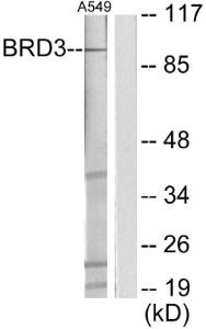 Antibody anti-BRD3 100 µg