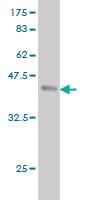 Anti-ACAN Mouse Monoclonal Antibody [clone: 2A8]