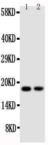 Anti-CD90/Thy1 Rabbit Polyclonal Antibody