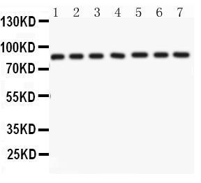 Anti-AIFM1 Rabbit Polyclonal Antibody