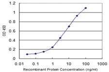 Anti-ZNF461 Mouse Monoclonal Antibody [clone: 4G11]