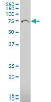 Anti-TBR1 Mouse Polyclonal Antibody