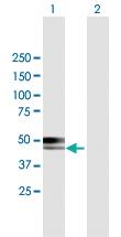 Anti-CABYR Mouse Polyclonal Antibody