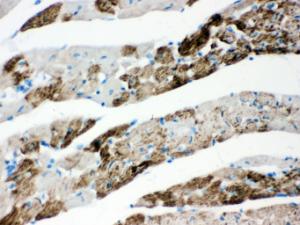 Anti-AIFM1 Rabbit Polyclonal Antibody